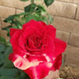 Meet your Posher, Hina